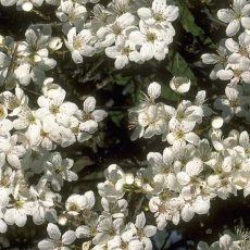 Cherry Plum
