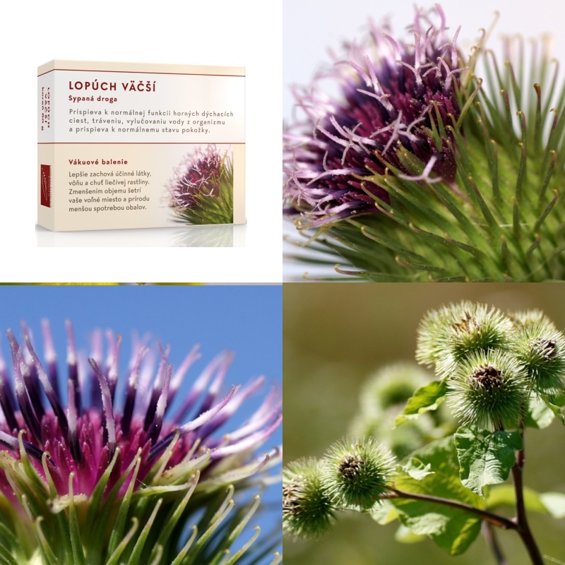 Lopúch väčší koreň