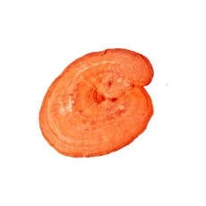 Reishi MycoMedica – tradiční podpora obranyschopnosti, vitality a klidu