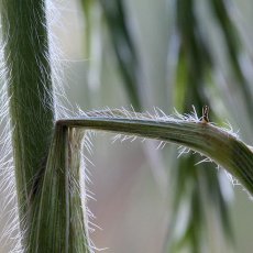 Wild Oat
