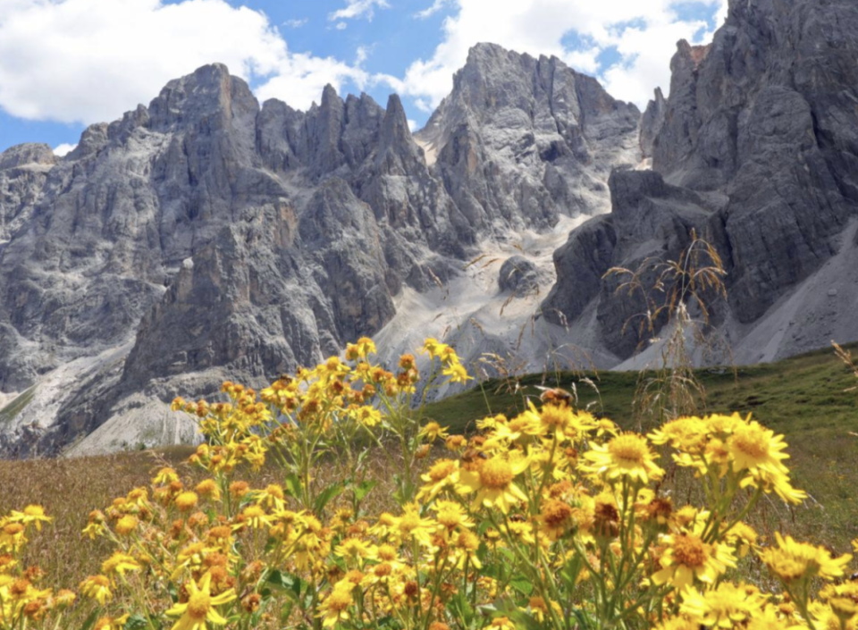 🌼 Arnica montana – lék první pomoci
