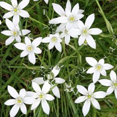 Star of Bethlehem – Bachova květová esence