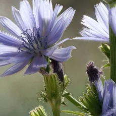 Chicory – Bachova kvetová esencia