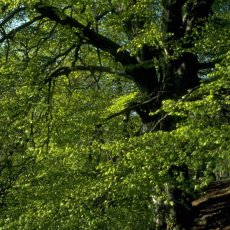 Beech – Bachova květová esence