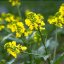 Mustard – Bachova květová esence