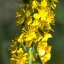 Agrimony - Objem: 10 ml