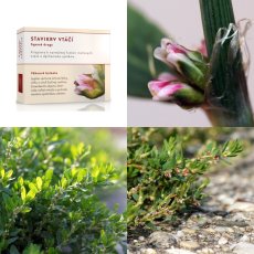 Stavikrev ptačí nať