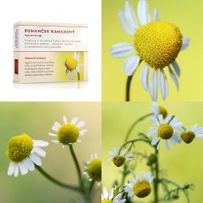Rumanček kamilkový kvet