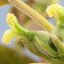 Walnut – Bachova květová esence