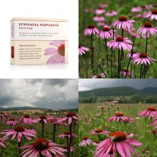 Echinacea purpurová květ