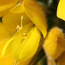 Gorse – Bachova kvetová esencia