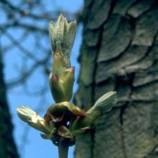 Chestnut Bud