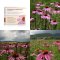 Echinacea purpurová kvet