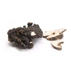 Polyporus MycoMedica – tradiční péče o močové cesty a hospodaření s vodou