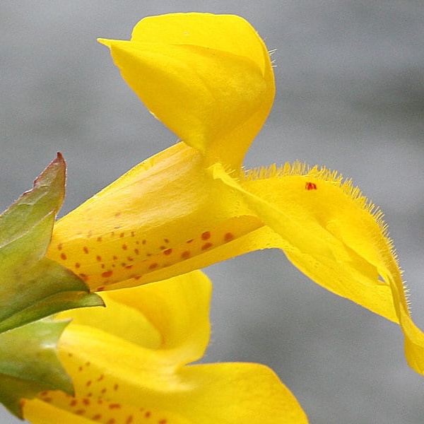 Mimulus – Bachova kvetová esencia - Objem: 30 ml