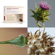 Ostropestřec mariánský plod