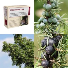 Borievka obyčajná plod