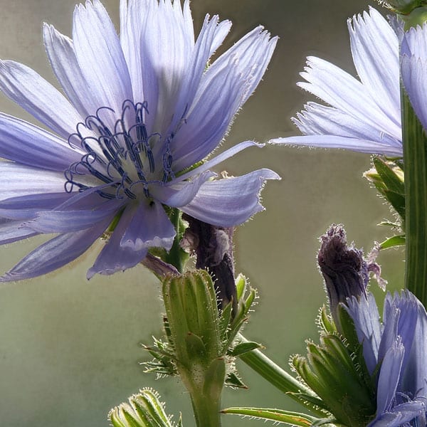 Chicory – Bachova květová esence - Objem: 10 ml