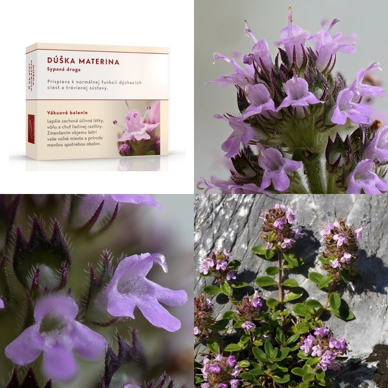 Dúška materina vňať