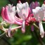 Honeysuckle - Objem: 10 ml