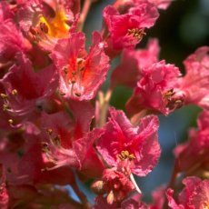 Red Chestnut