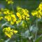 Mustard – Bachova kvetová esencia