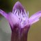 Gentian – Bachova kvetová esencia