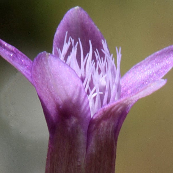 Gentian