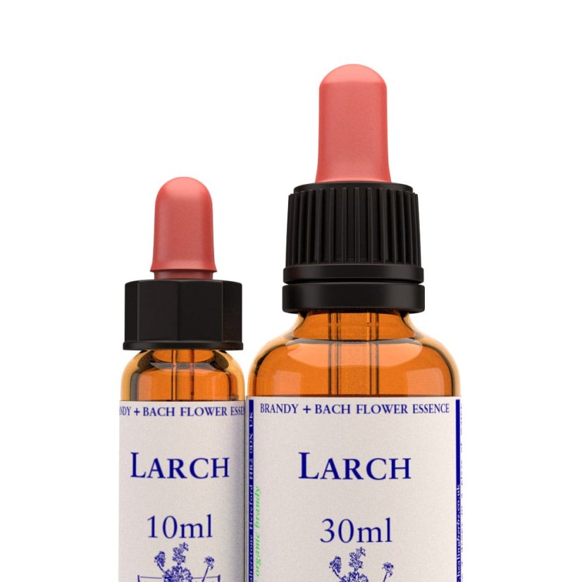 Larch
