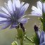 Chicory – Bachova květová esence - Objem: 10 ml