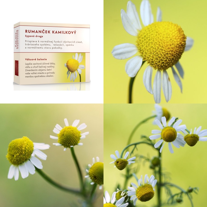 Rumanček kamilkový kvet