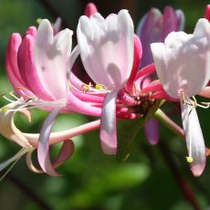 Honeysuckle