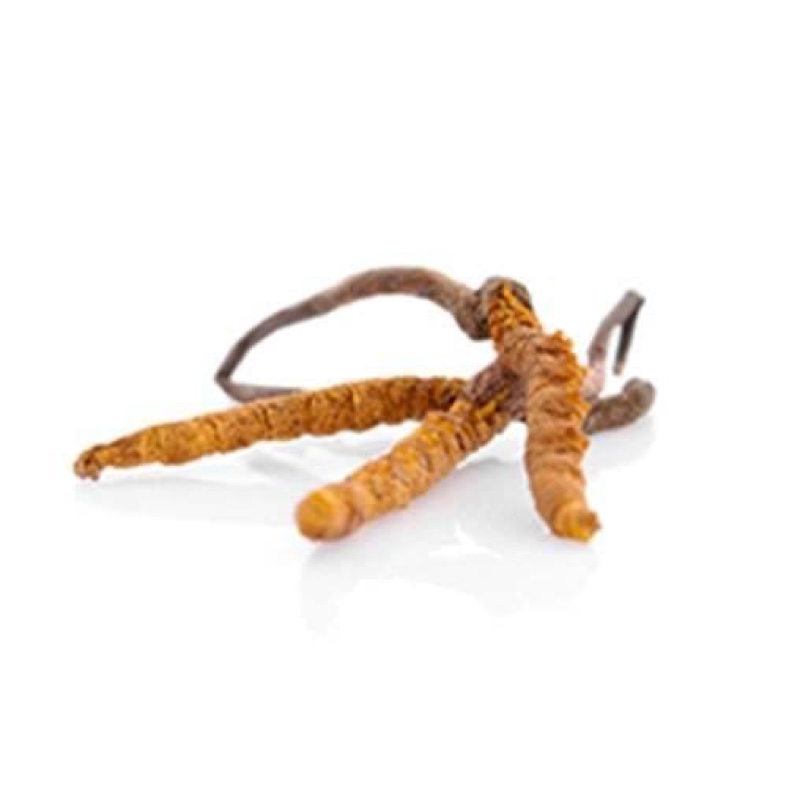 Cordyceps MycoMedica – tradičná podpora vitality, výkonnosti a libida