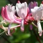 Honeysuckle – Bachova kvetová esencia