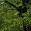 Beech – Bachova květová esence