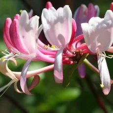 Honeysuckle – Bachova kvetová esencia
